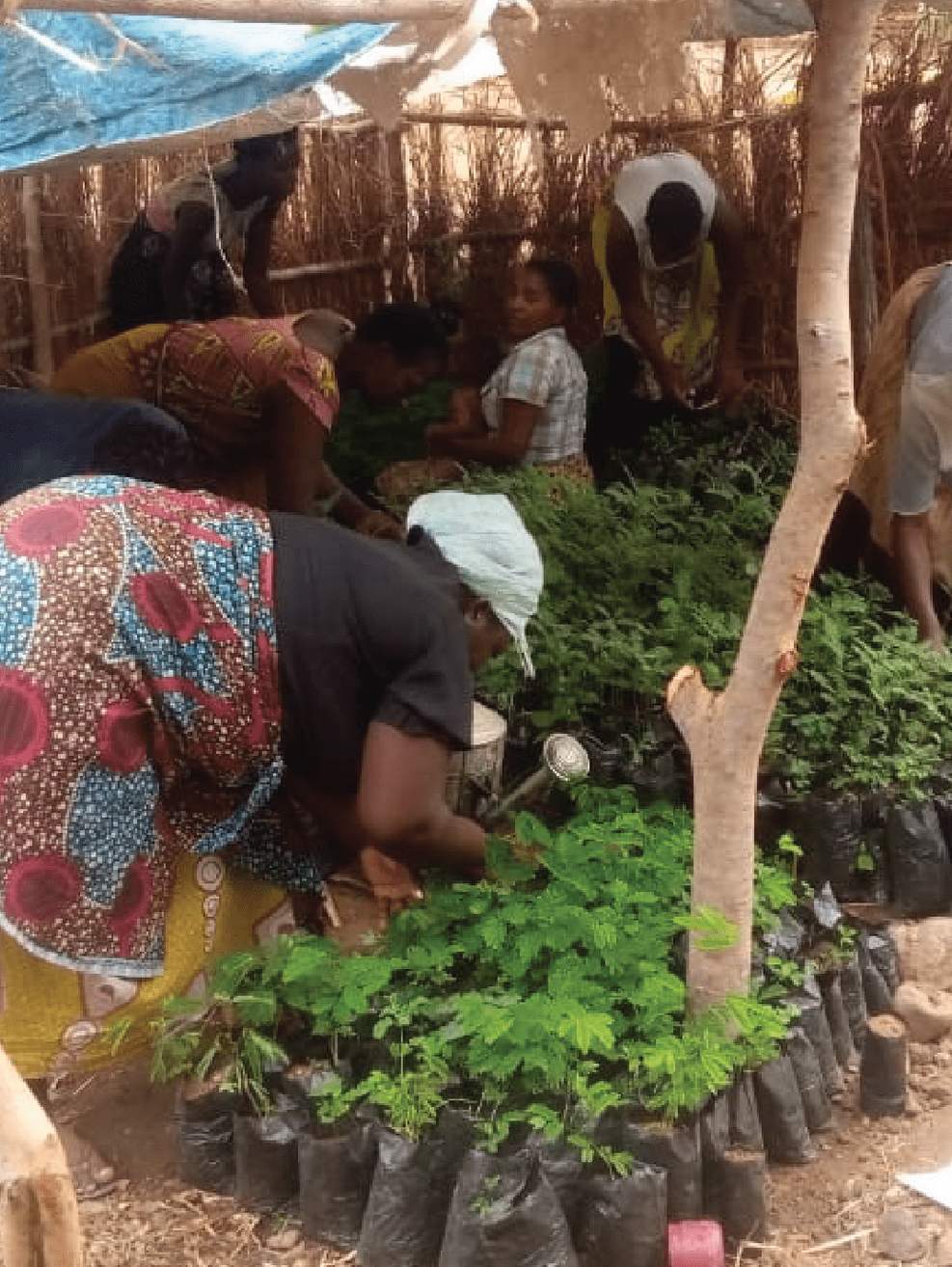 green girls platform tree planting exercise with students